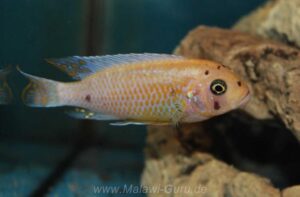 Metriaclima zebra 'Nkhungu Reef'